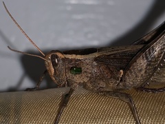 Eyprepocnemidinae