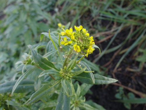 Erysimum observed 2026-10-28