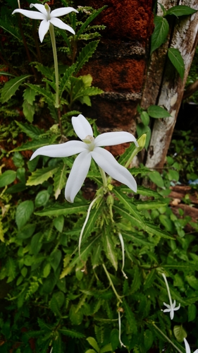 Hippobroma longiflora observed 2026-10-28