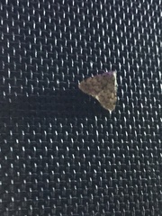 Idia aemula