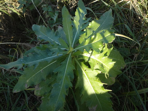 Cirsium arvense observed 2026-10-28