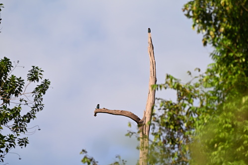 Eurystomus orientalis observed 2026-10-28