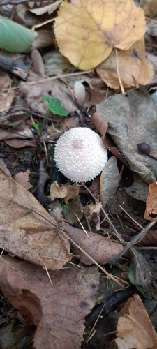 Lycoperdon perlatum observed 2026-10-28