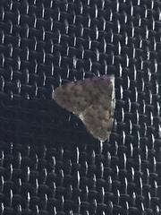 Idia aemula