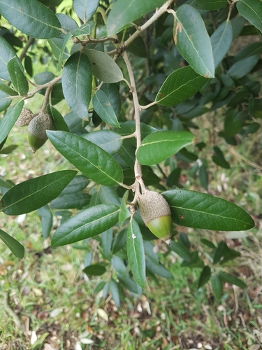 Ilex observed 2026-10-28