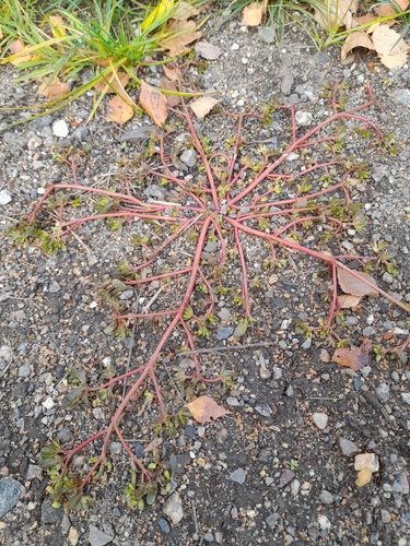 Portulaca oleracea observed 2026-10-28
