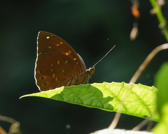 Lexias pardalis dirteana