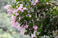 Dichaetanthera arborea