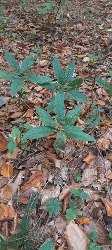 Mercurialis perennis observed 2026-10-28