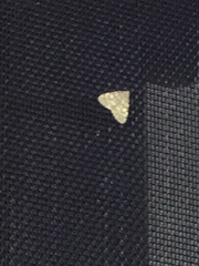 Idia aemula