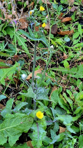 Sonchus oleraceus observed 2026-10-28