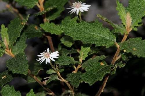 Image of Olearia rugosa by (c) Russell Best, some rights reserved (CC BY)