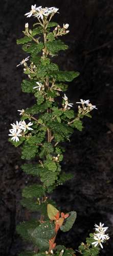 Image of Olearia rugosa by (c) Russell Best, some rights reserved (CC BY)