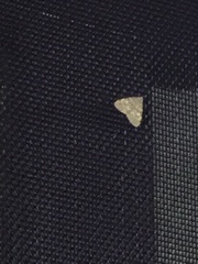 Idia aemula
