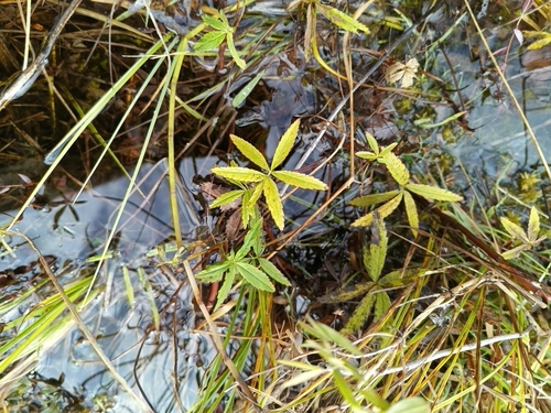 Fragaria observed 2026-10-28