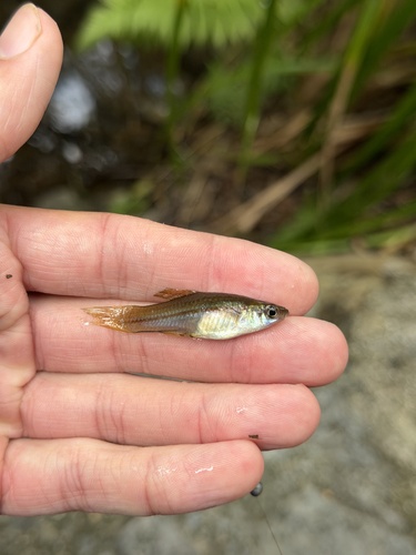 Xiphophorus hellerii observed 2026-10-28