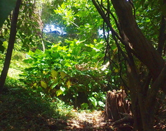 Erythrina ×sykesii