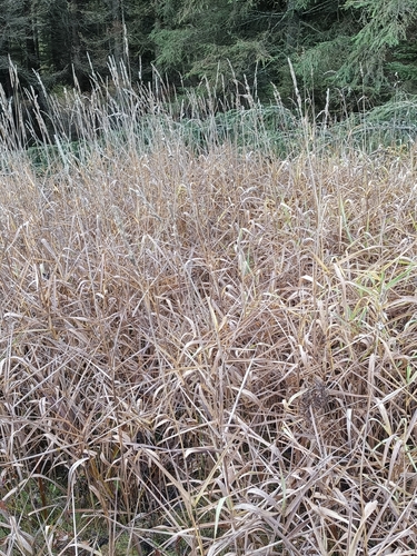 Phalaris arundinacea observed 2026-10-28
