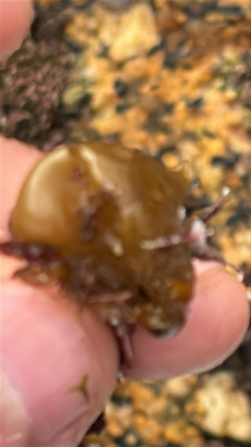 Colpomenia observed 2026-10-28