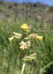 Erythranthe arvensis