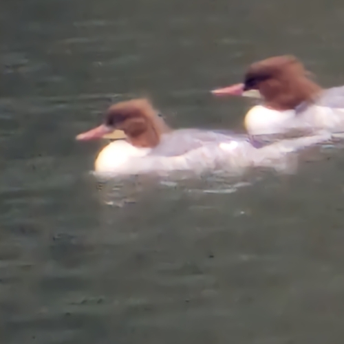 Mergus merganser observed 2026-10-28