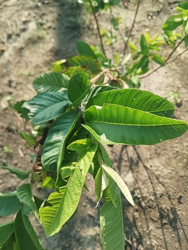 Psidium guajava observed 2026-10-28