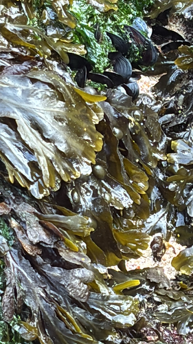Fucus vesiculosus observed 2026-10-28
