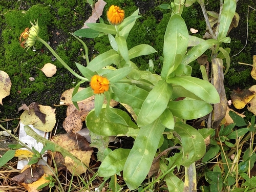 Entyloma calendulae, 2026-10-28