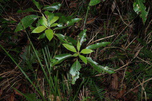 Tristania observed 2026-10-28