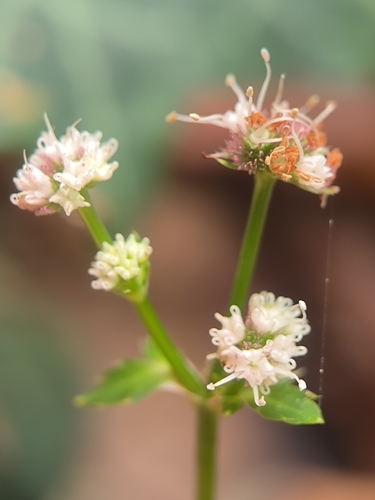 Sanicula europaea observed 2026-10-28