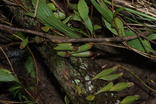 Pyrrosia confluens observed 2026-10-28