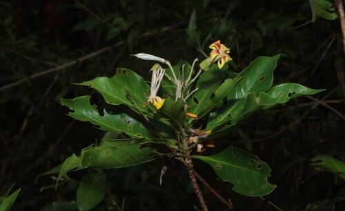 Hymenosporum flavum observed 2026-10-28