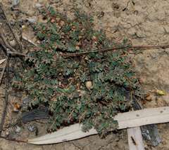 Euphorbia drummondii