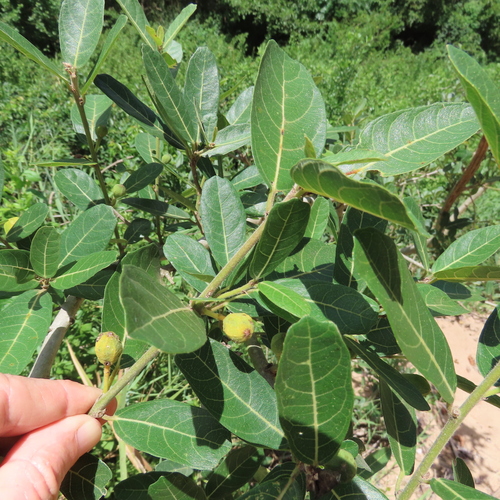Ficus observed 2026-10-28