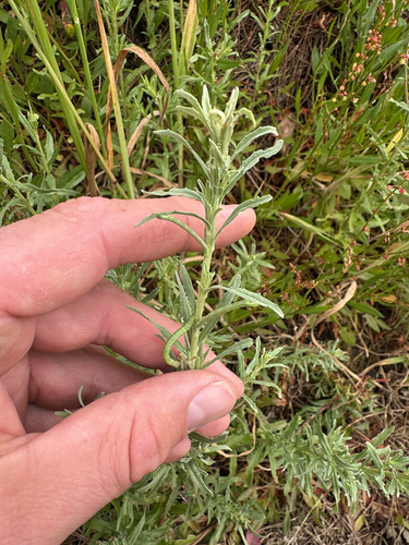 Epilobium observed 2026-10-28