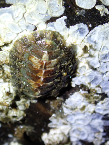 Chiton observed 2026-10-27
