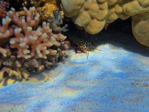 Odontodactylus observed 2026-10-28