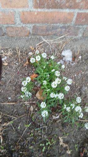 Lobularia maritima observed 2026-10-28