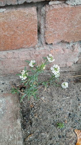 Lobularia maritima observed 2026-10-28