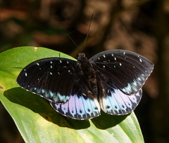 Lexias cyanipardus
