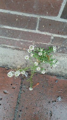 Lobularia maritima observed 2026-10-28