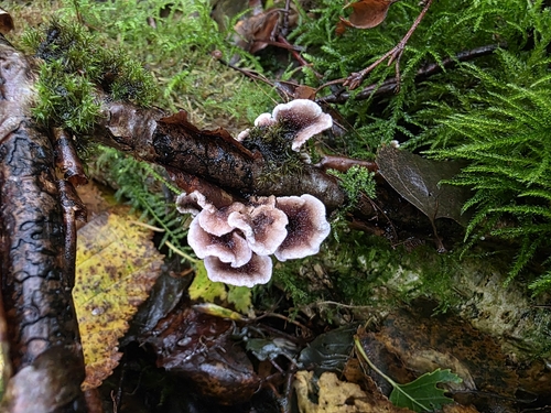 Chondrostereum purpureum, 2026-10-28