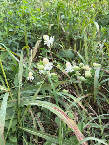 Silene vulgaris observed 2026-10-28