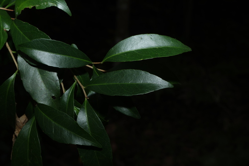 Elaeocarpus observed 2026-10-28