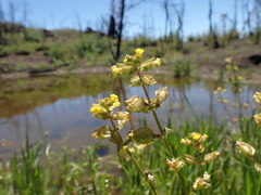 Erythranthe arvensis