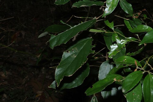 Mallotus philippensis observed 2026-10-28