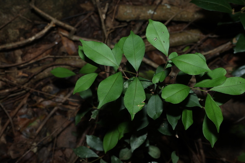 Syzygium observed 2026-10-28