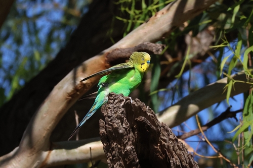 Melopsittacus undulatus observed 2026-10-28