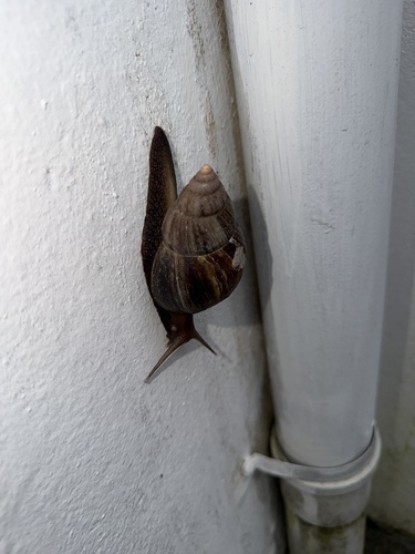 Lissachatina fulica observed 2026-10-28