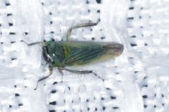 Limotettix